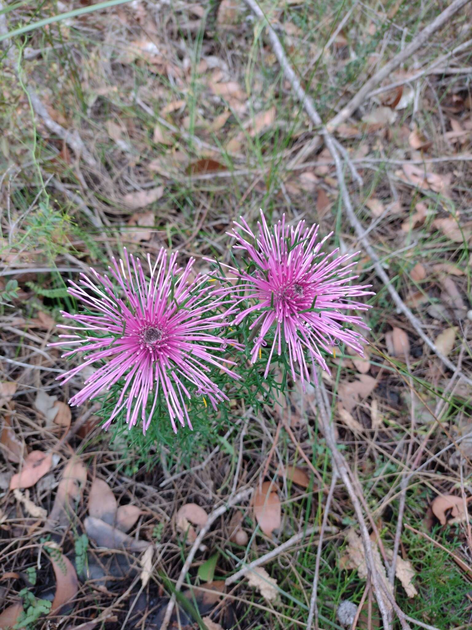 Image of Isopogon formosus R. Br.