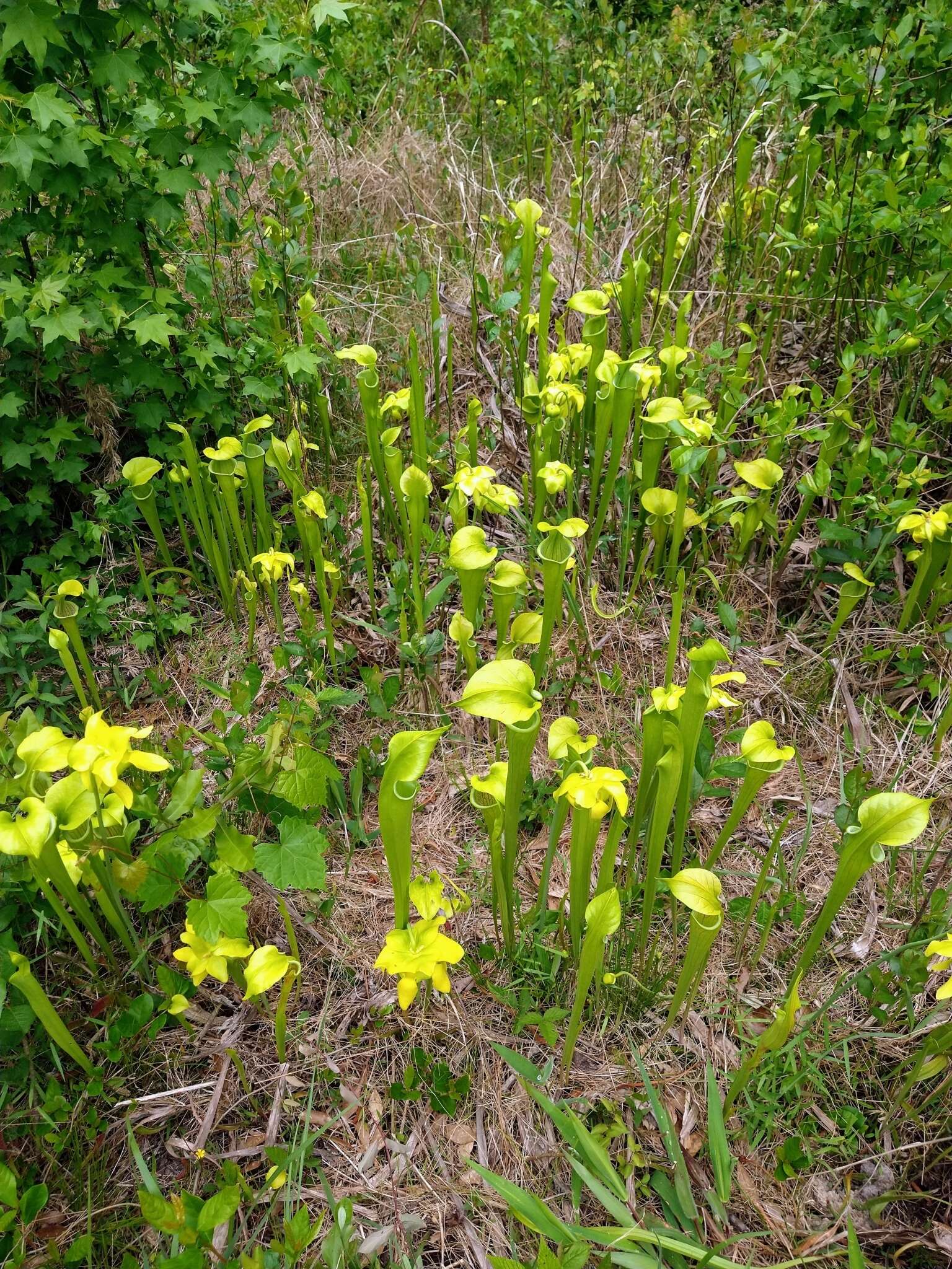 Image of Green Pitcherplant