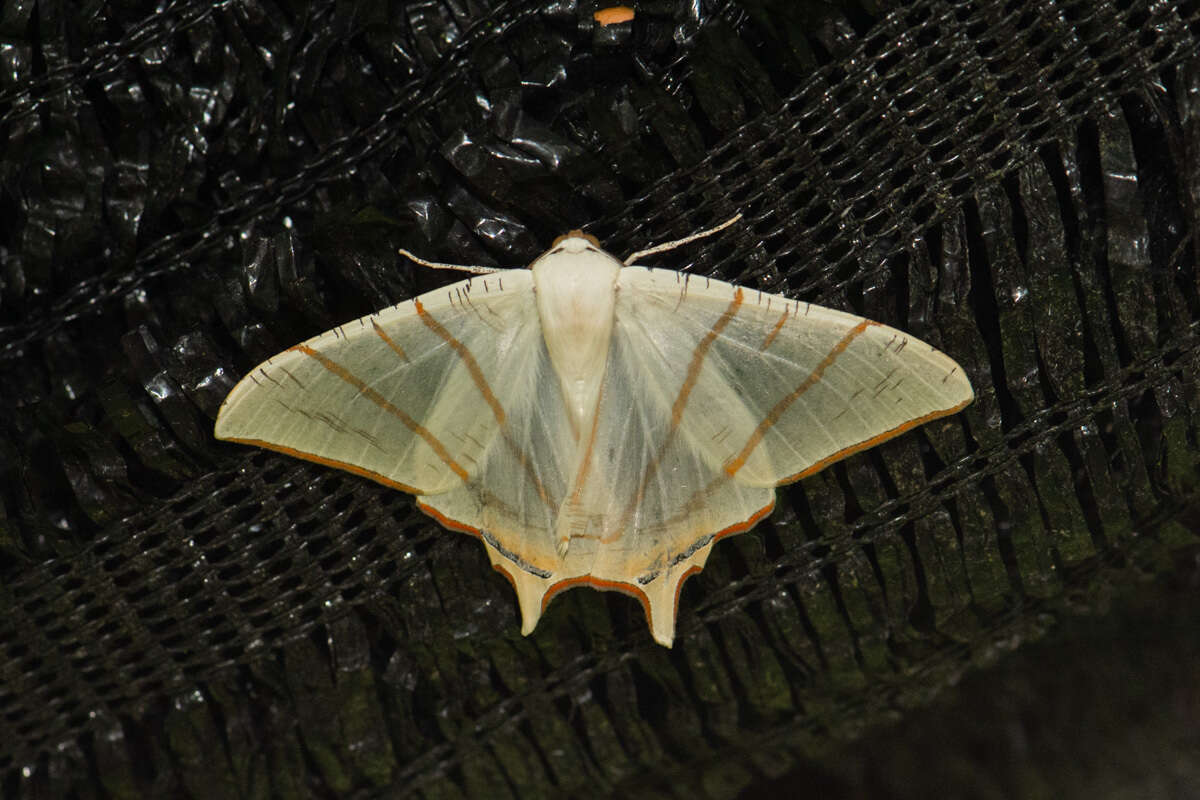 Image of Ourapteryx claretta Holloway 1982