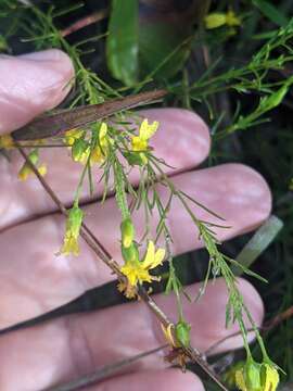 Image of Calea hymenolepis Baker