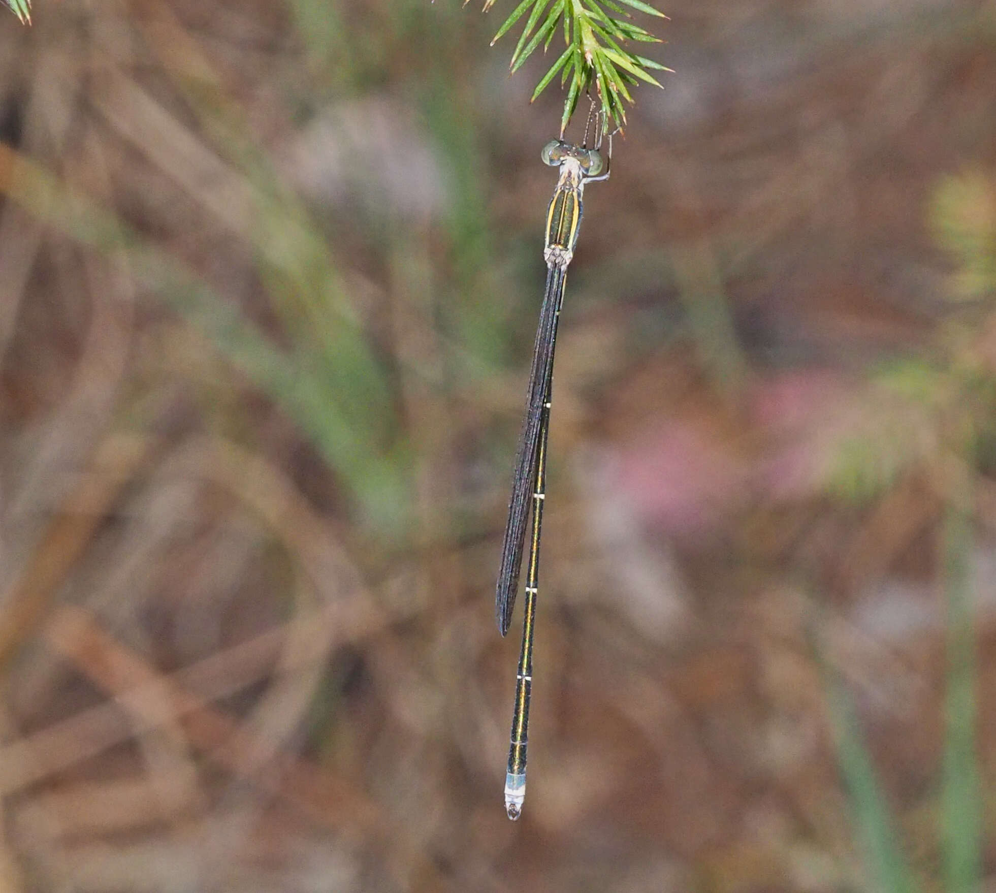 Image of Rhadinosticta simplex (Martin 1901)