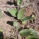 Image of Ipomoea nitida Griseb. ex Lorentz