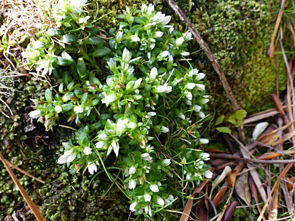 Image of Gentianella cerina (Hook. fil.) T. N. Ho & S. W. Liu