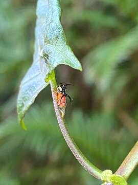 Image of Cyphonia trifida Fabricius