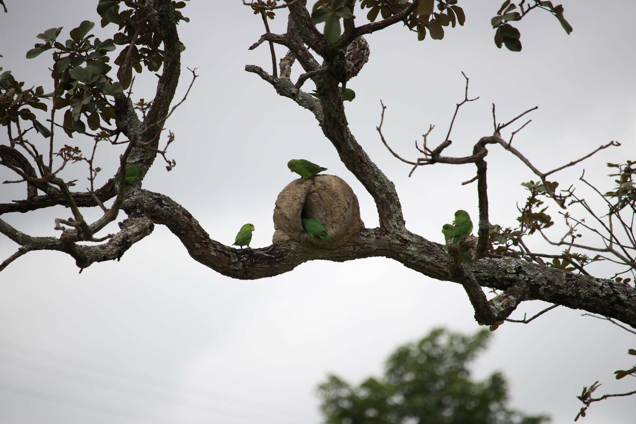 Image of Blue-winged Parrotlet