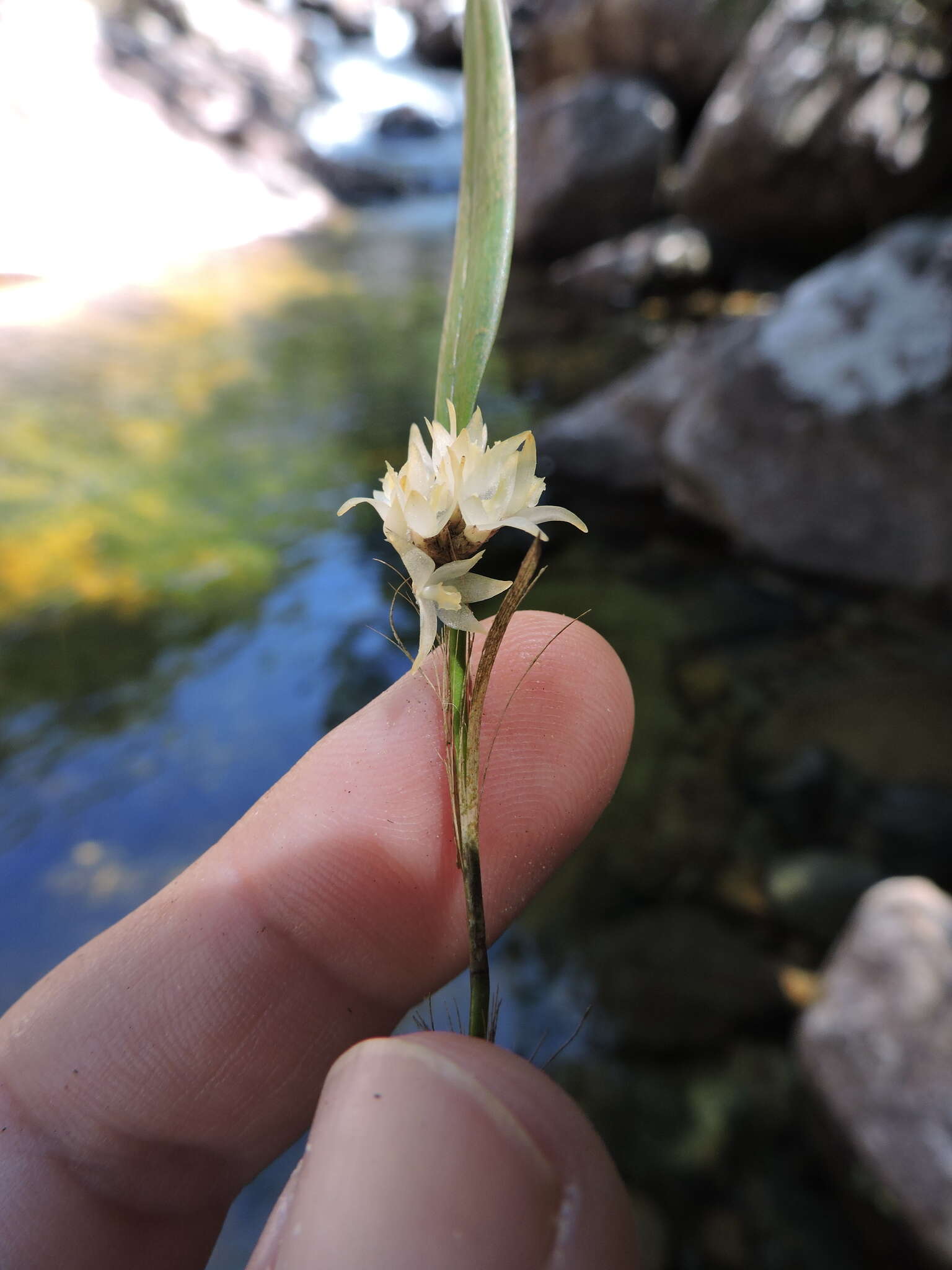 Image of Octomeria crassifolia Lindl.