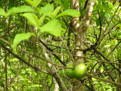 صورة Tabernaemontana tomentosa (Greenm.) A. O. Simões & M. E. Endress