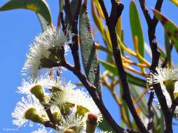 Image of Eucalyptus stricta Sieber ex Spreng.