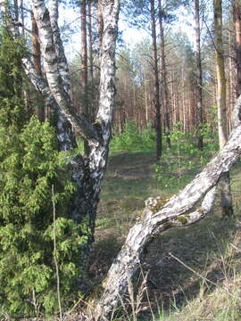 Betula pendula subsp. pendula的圖片