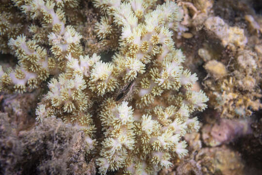 Image of Scalpel Coral