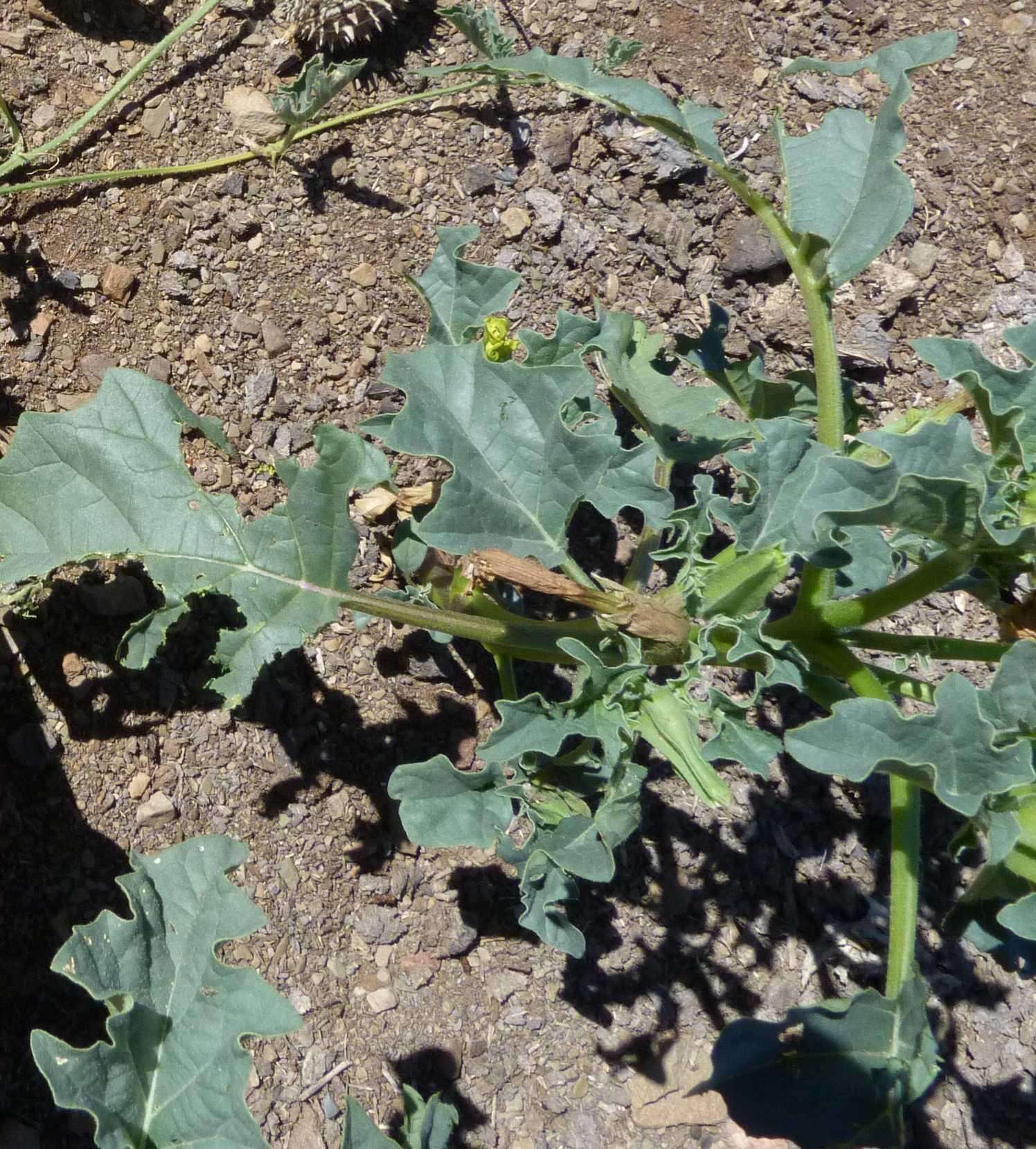 Image de Datura ferox L.