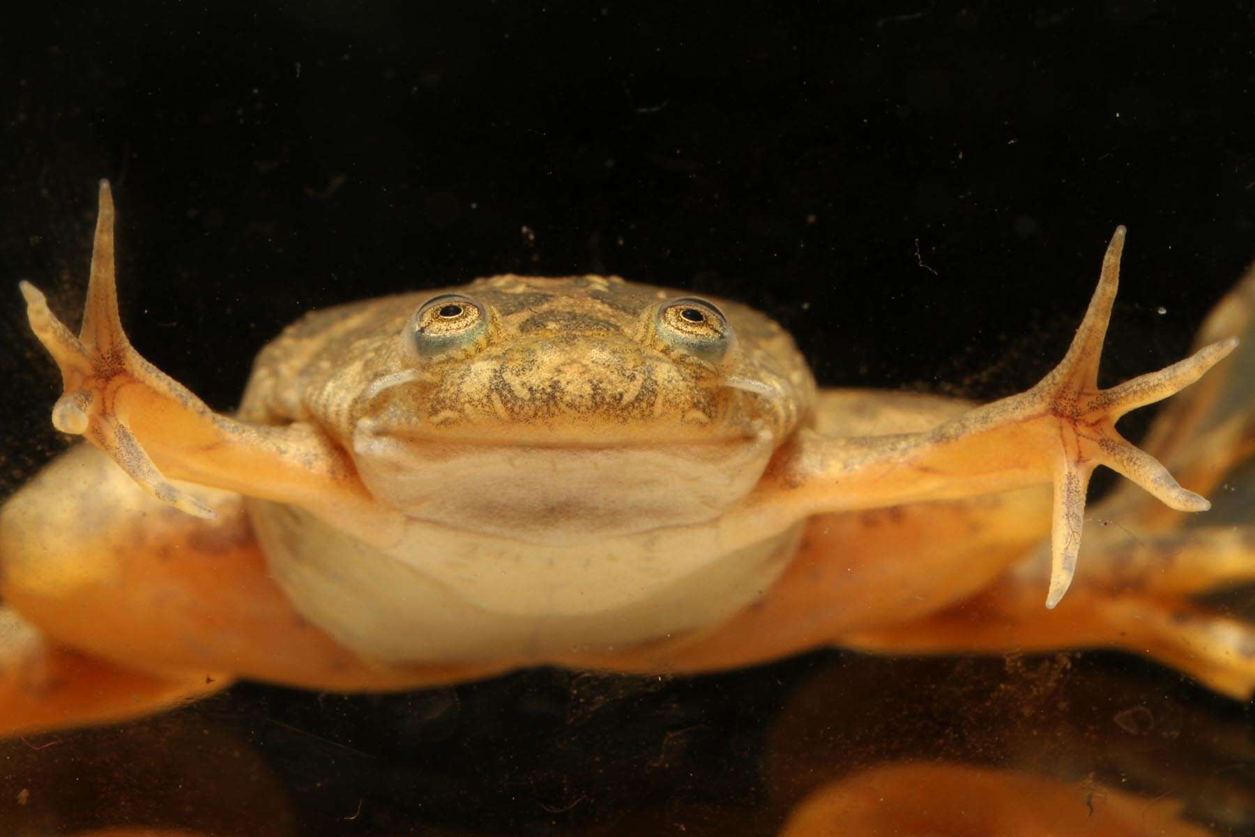 Xenopus muelleri (Peters 1844) resmi