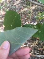 Image of kamala tree