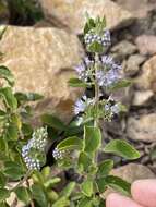 Image of Caryopteris incana (Thunb. ex Houtt.) Miq.