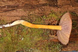 Image of Hygrocybe purpureofolia (H. E. Bigelow) Courtec. 1989