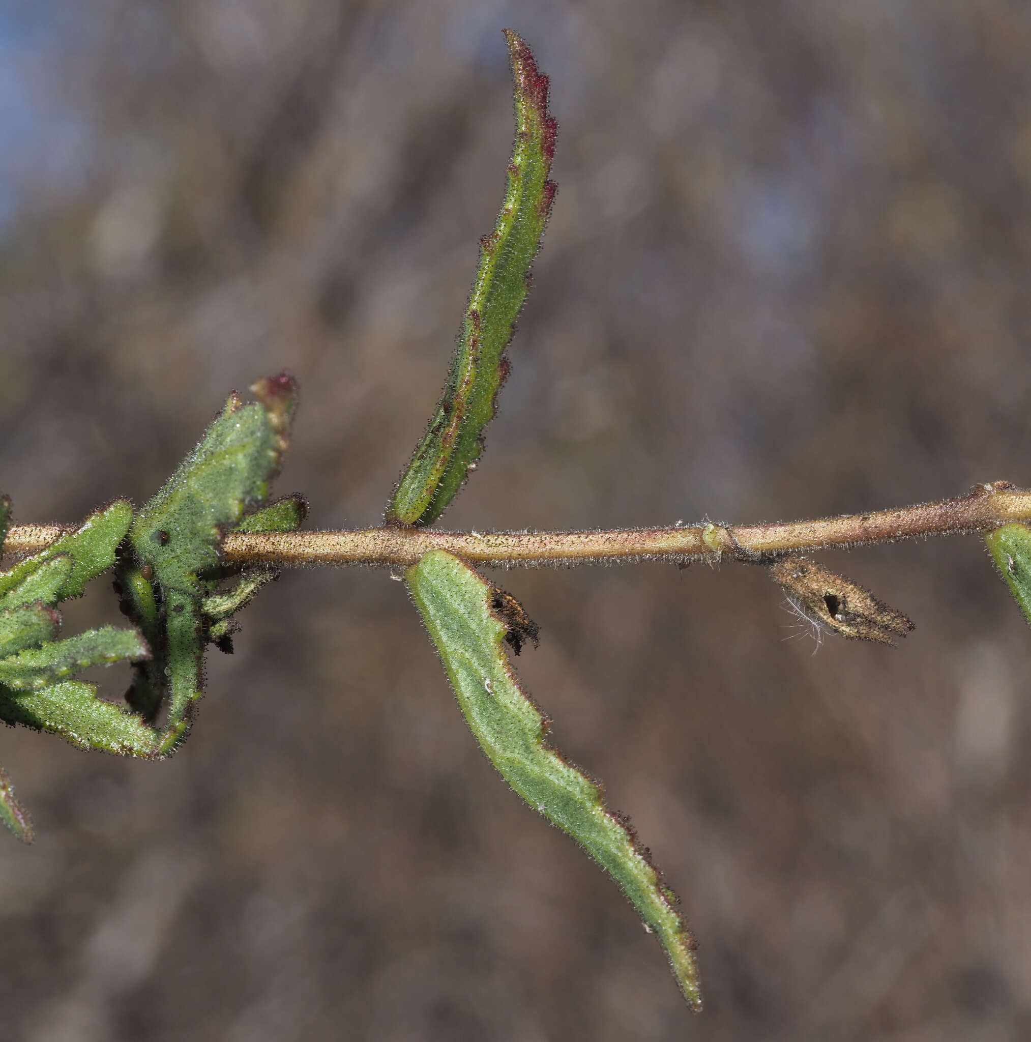 Image of Lamourouxia nelsonii Robinson & Greenm.