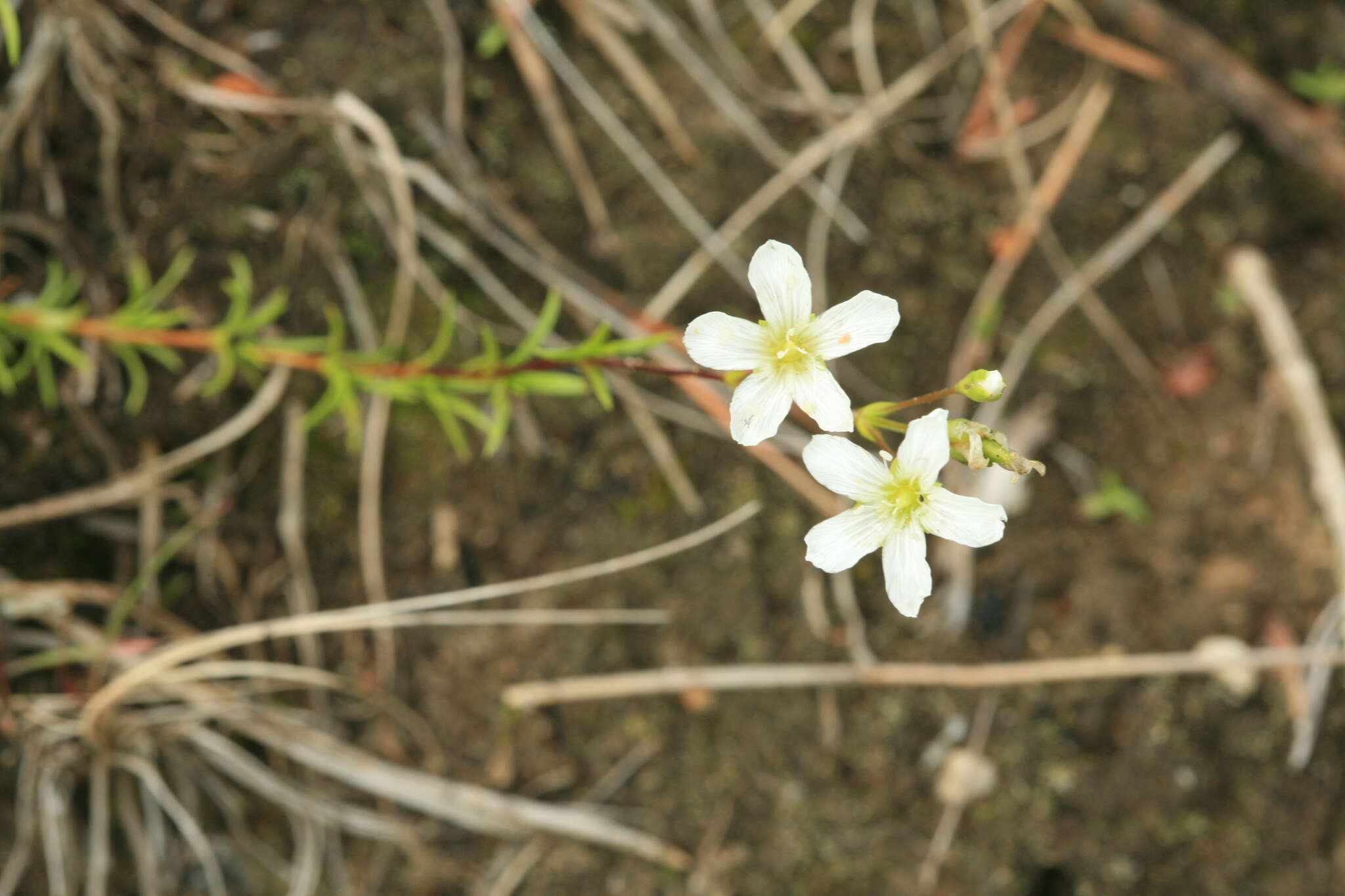 Image of Pseudocherleria laricina (L.) Dillenb. & Kadereit