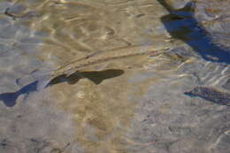 Image of Oncorhynchus mykiss gilberti (Jordan 1894)