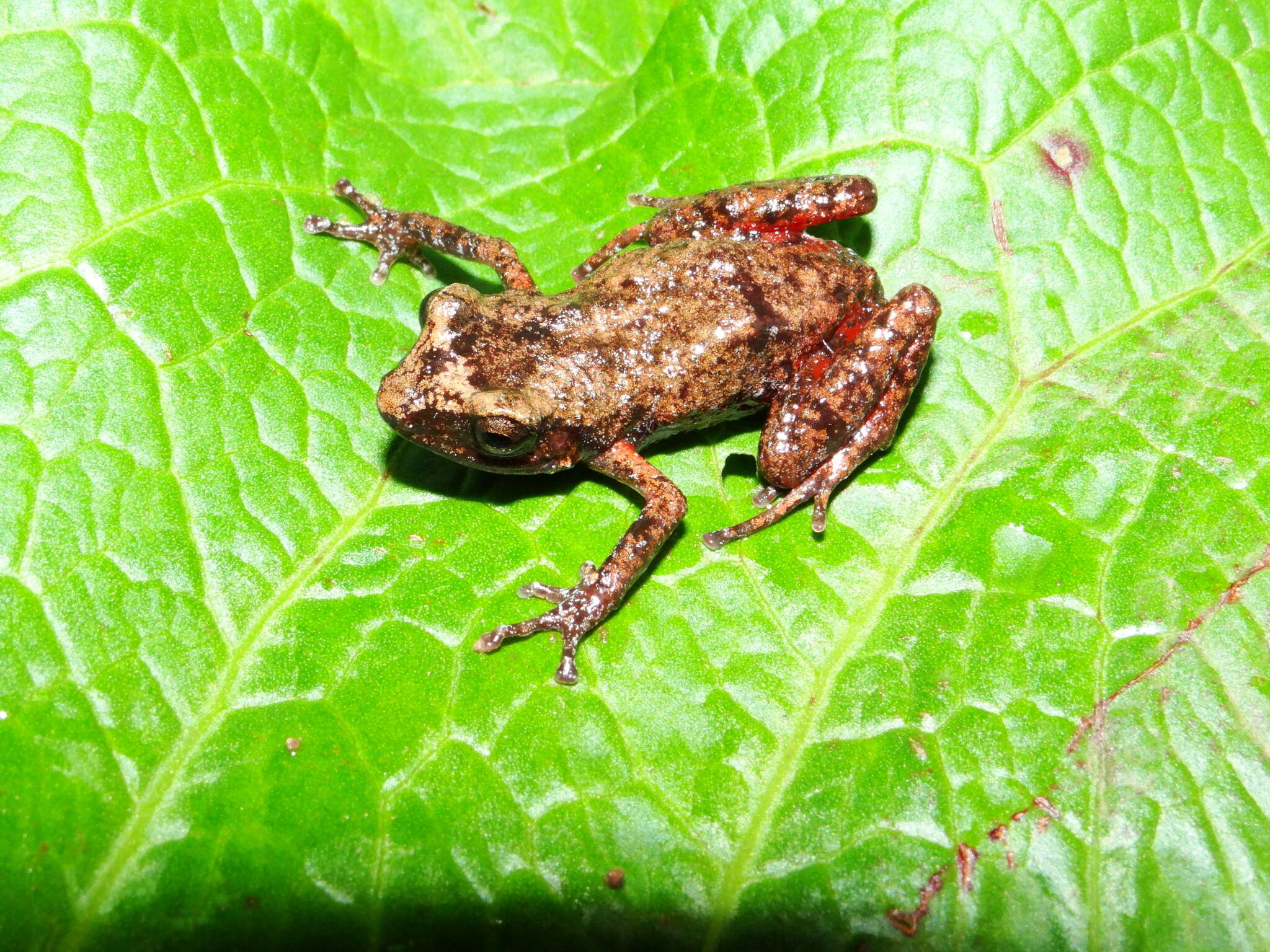 Image of Eleutherodactylus jaliscoensis Grünwald, Reyes-Velasco, Franz-Chávez, Morales-Flores, Ahumada-Carrillo, Jones & Boissinot 2018