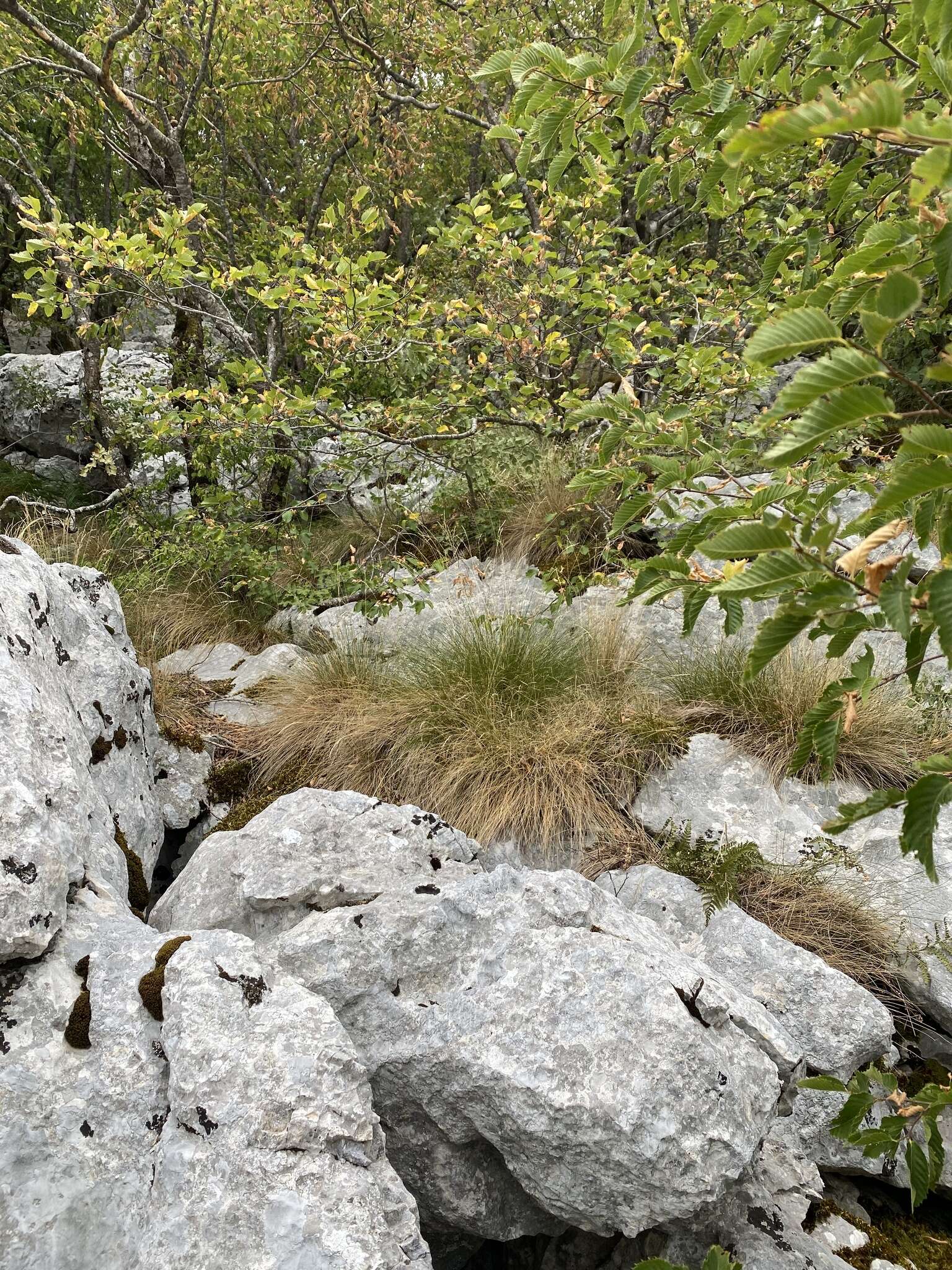 Image of Festuca bosniaca Kumm. & Sendtn.