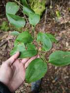 Image de Smilax canariensis Willd.