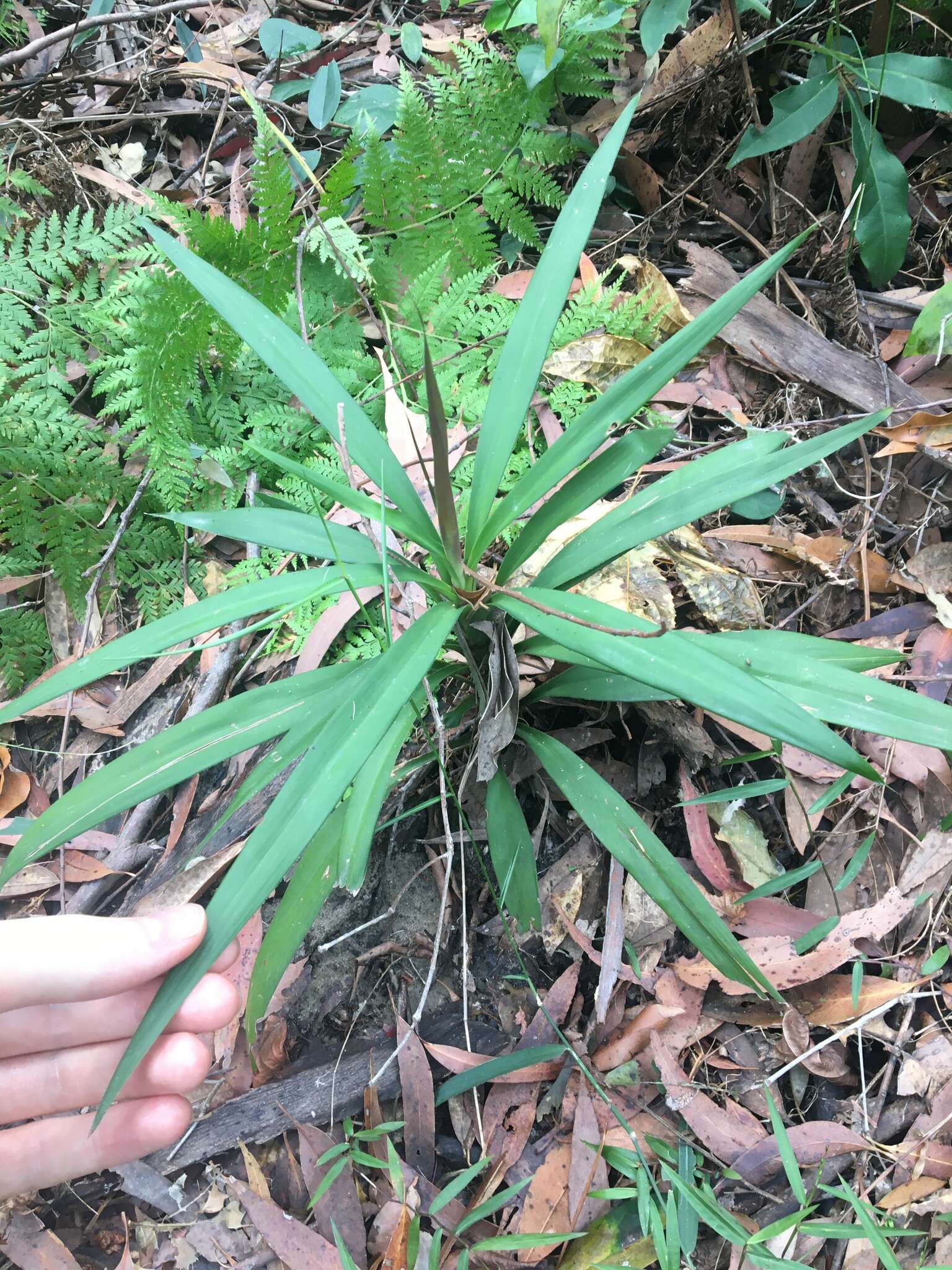 Imagem de Cordyline stricta (Sims) Endl.