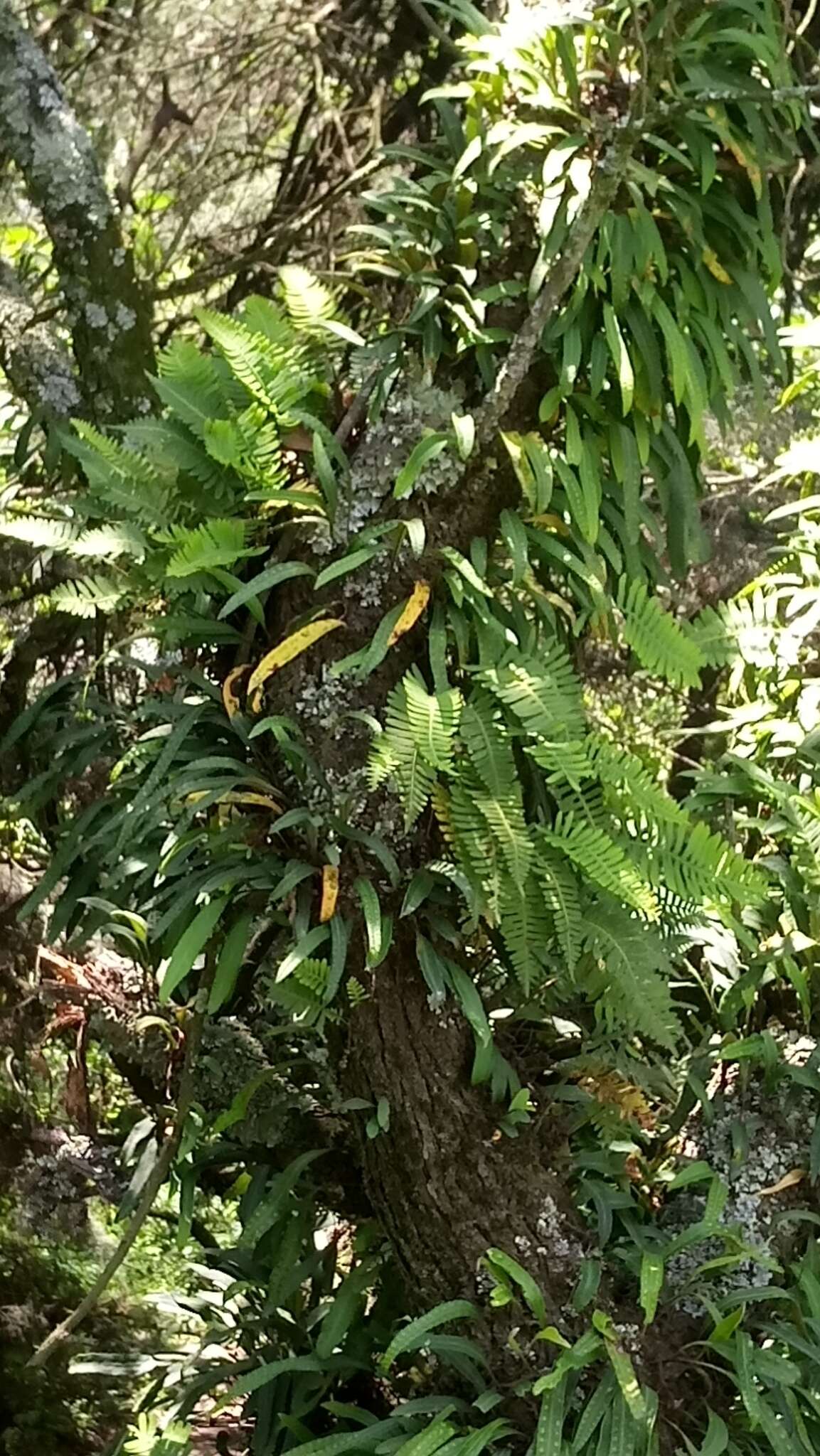 Image of redscale scaly polypody