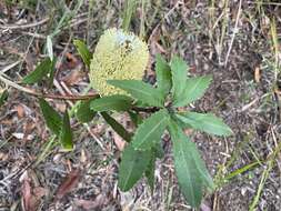 Image of Banksia oblongifolia Cav.