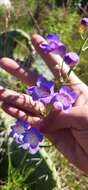 Penstemon leonensis Straw的圖片