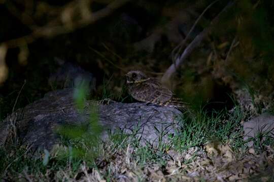 Image of Buff-collared Nightjar