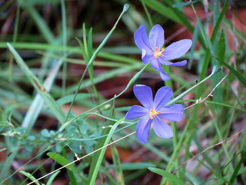 Imagem de Nemastylis floridana Small