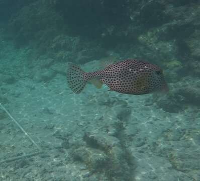 Image of Spotted Trunkfish