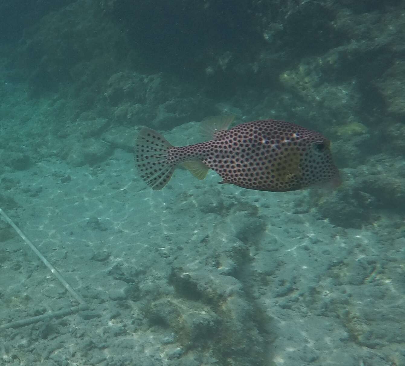 Image of Spotted Trunkfish