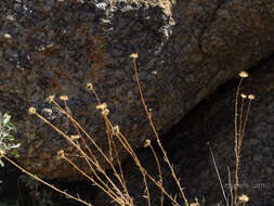 Imagem de Xanthisma spinulosum var. gooddingii (A. Nels.) D. R. Morgan & R. L. Hartman