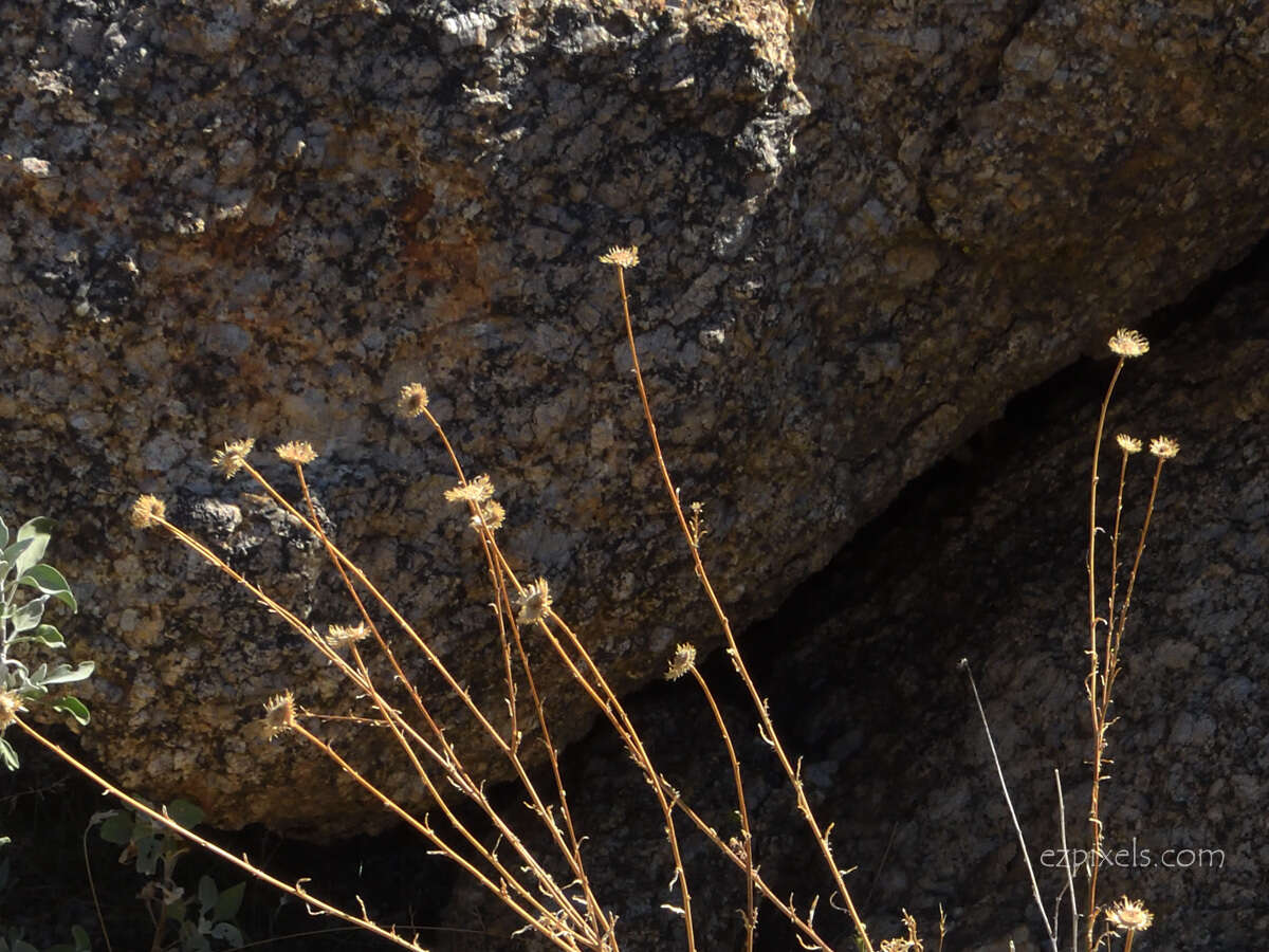 Imagem de Xanthisma spinulosum var. gooddingii (A. Nels.) D. R. Morgan & R. L. Hartman