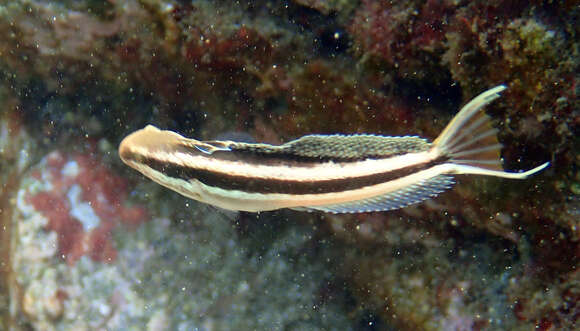 Image of Short-head Sabretooth Blenny