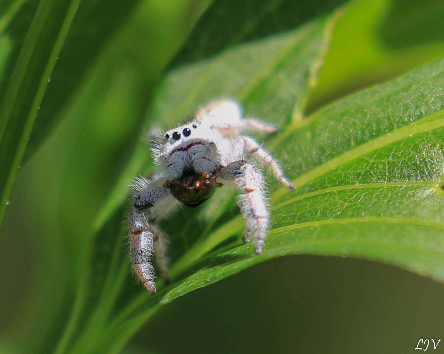 Image of Paraphidippus fartilis (Peckham & Peckham 1888)