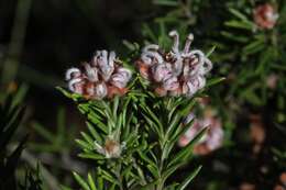 Image of Grevillea acerata Mc Gill.