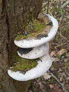 Image of Phellinus igniarius (L.) Quél. 1886