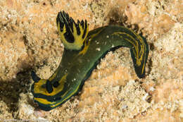 Image of Gold and olive lined slug