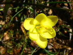 Image of Geissorhiza ornithogaloides Klatt