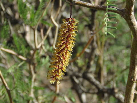 صورة Prosopis flexuosa var. depressa F. A. Roig