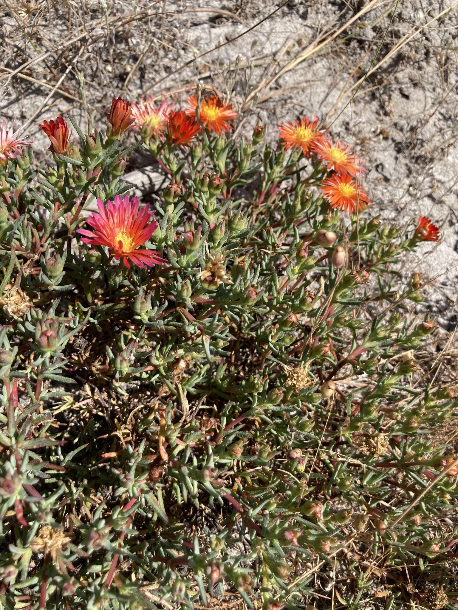 Image of Lampranthus glaucoides (Haw.) N. E. Br.