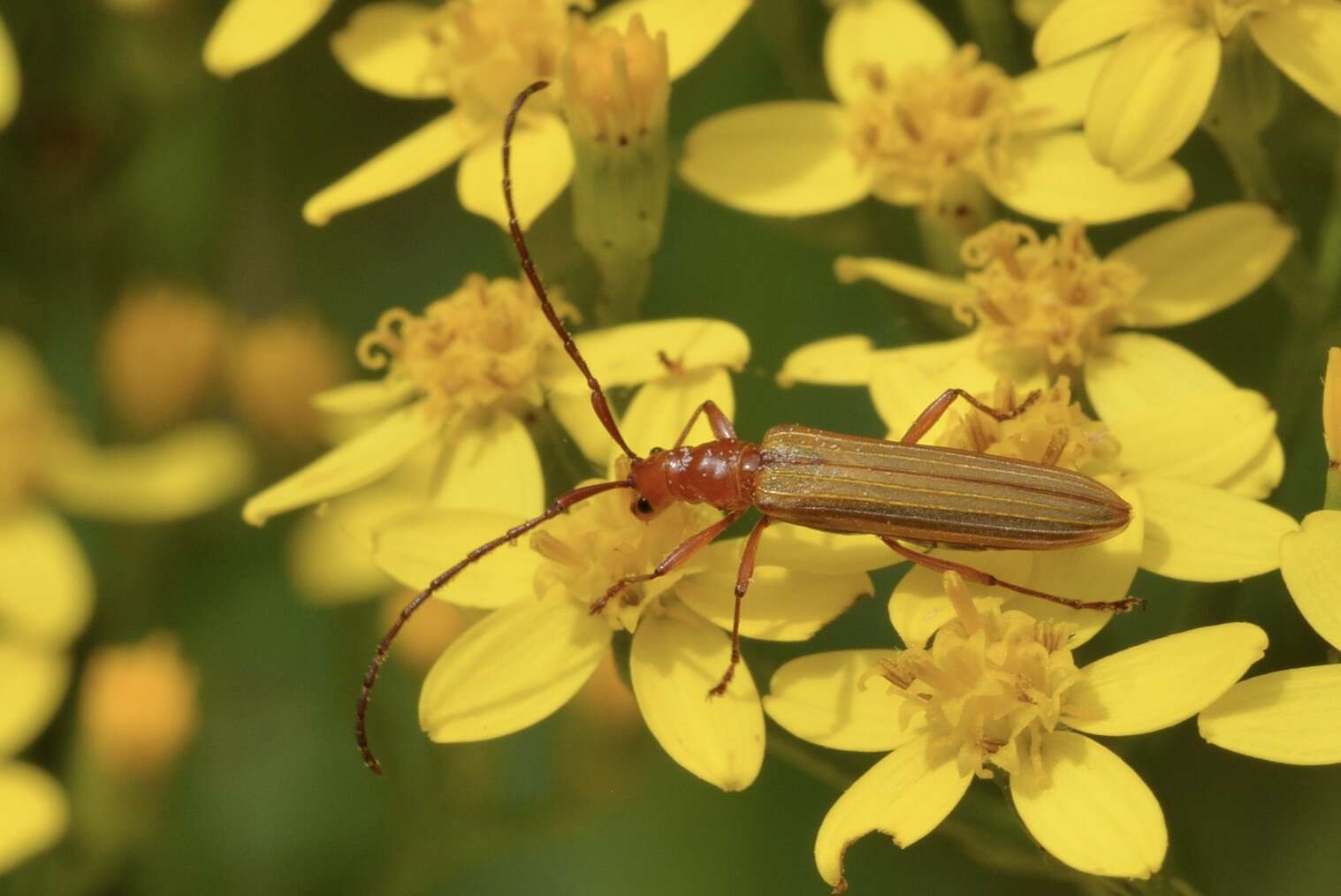 Image of Stenoderus concolor MacLeay 1826