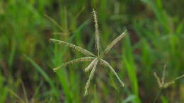 Image of African Bermudagrass