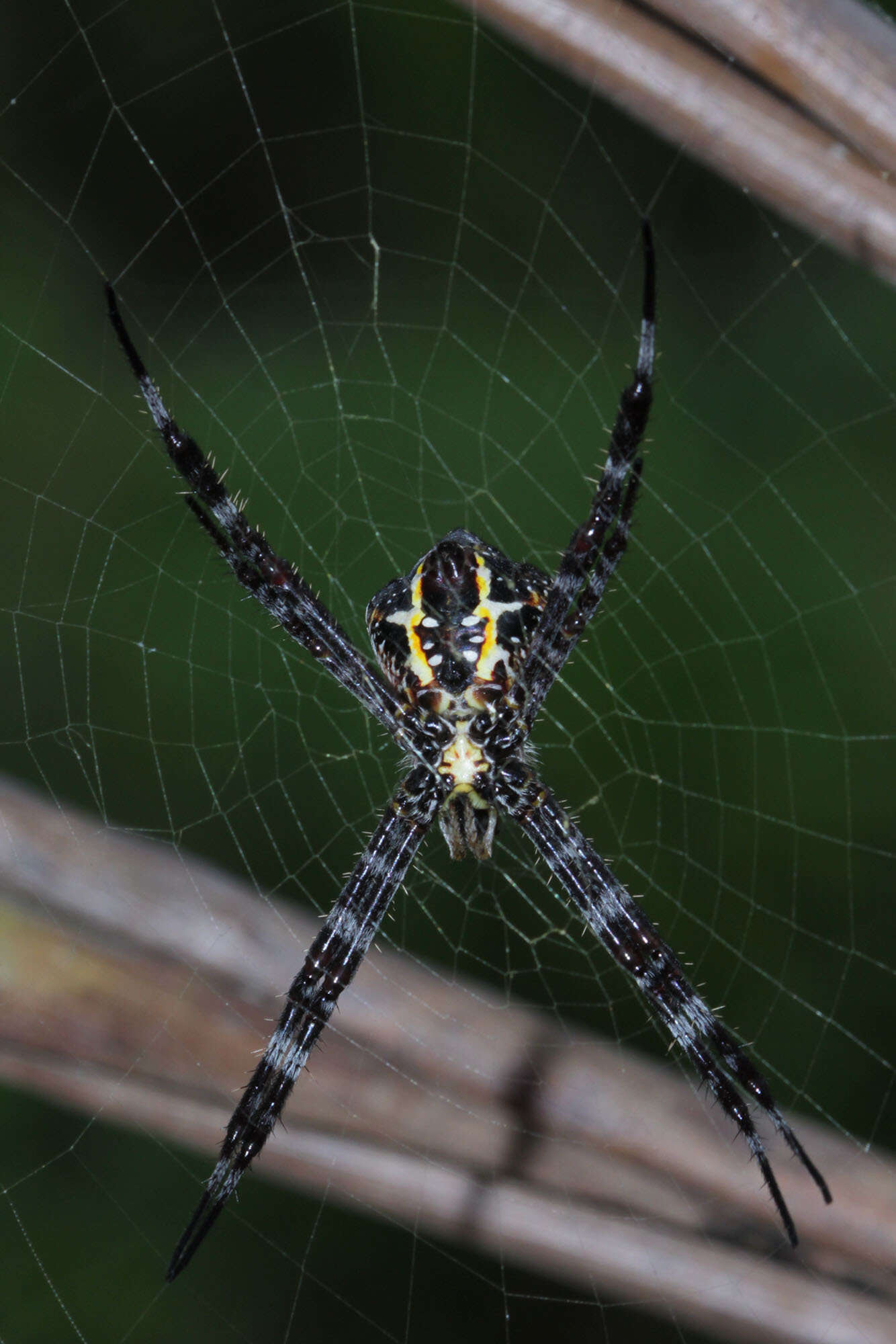 Image of Argiope modesta Thorell 1881