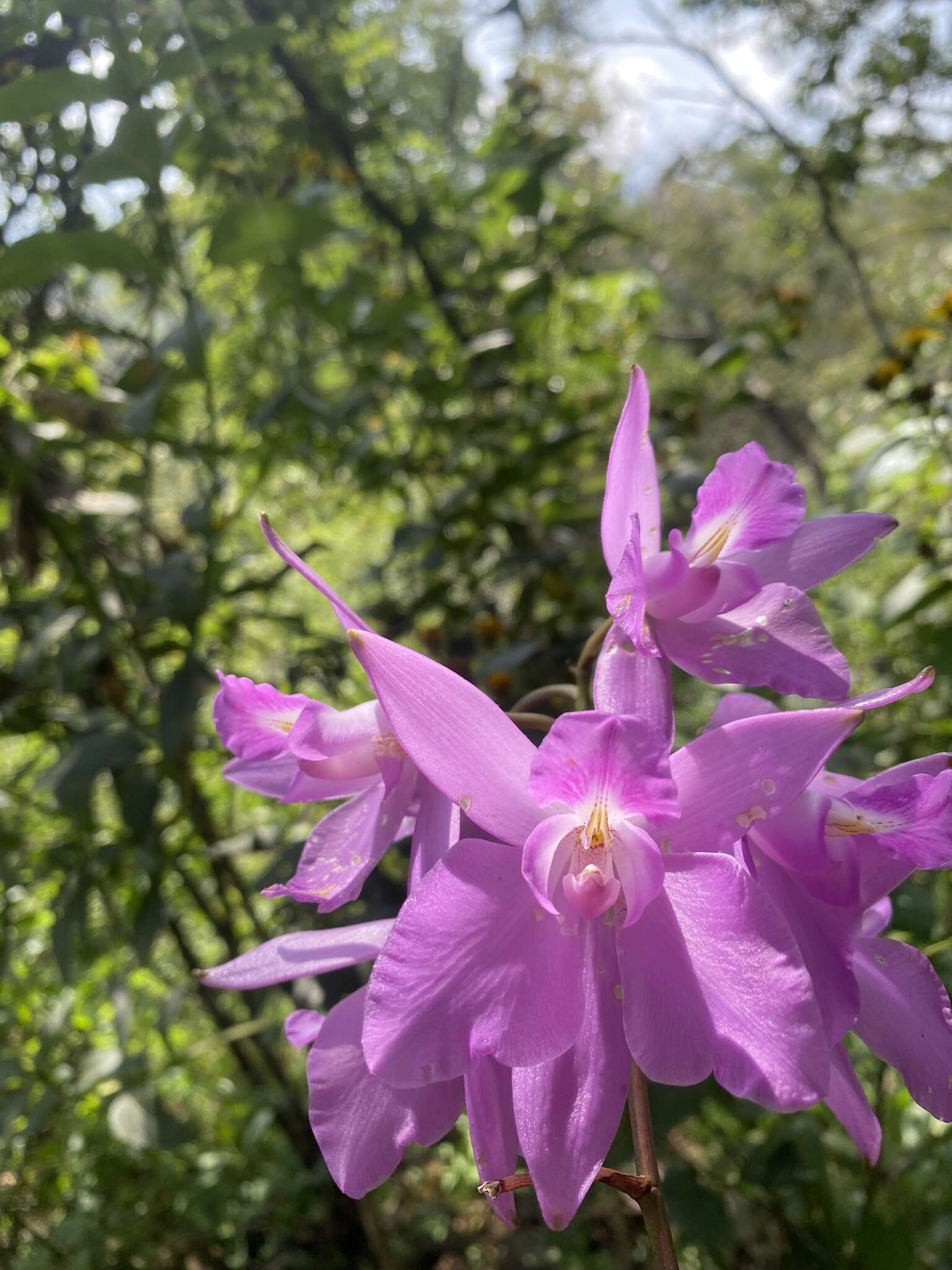 Image of Laelia eyermaniana Rchb. fil.