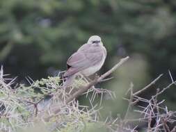 Image of Fischer's Starling