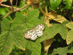 Image of Abraximorpha davidii Mabille 1876