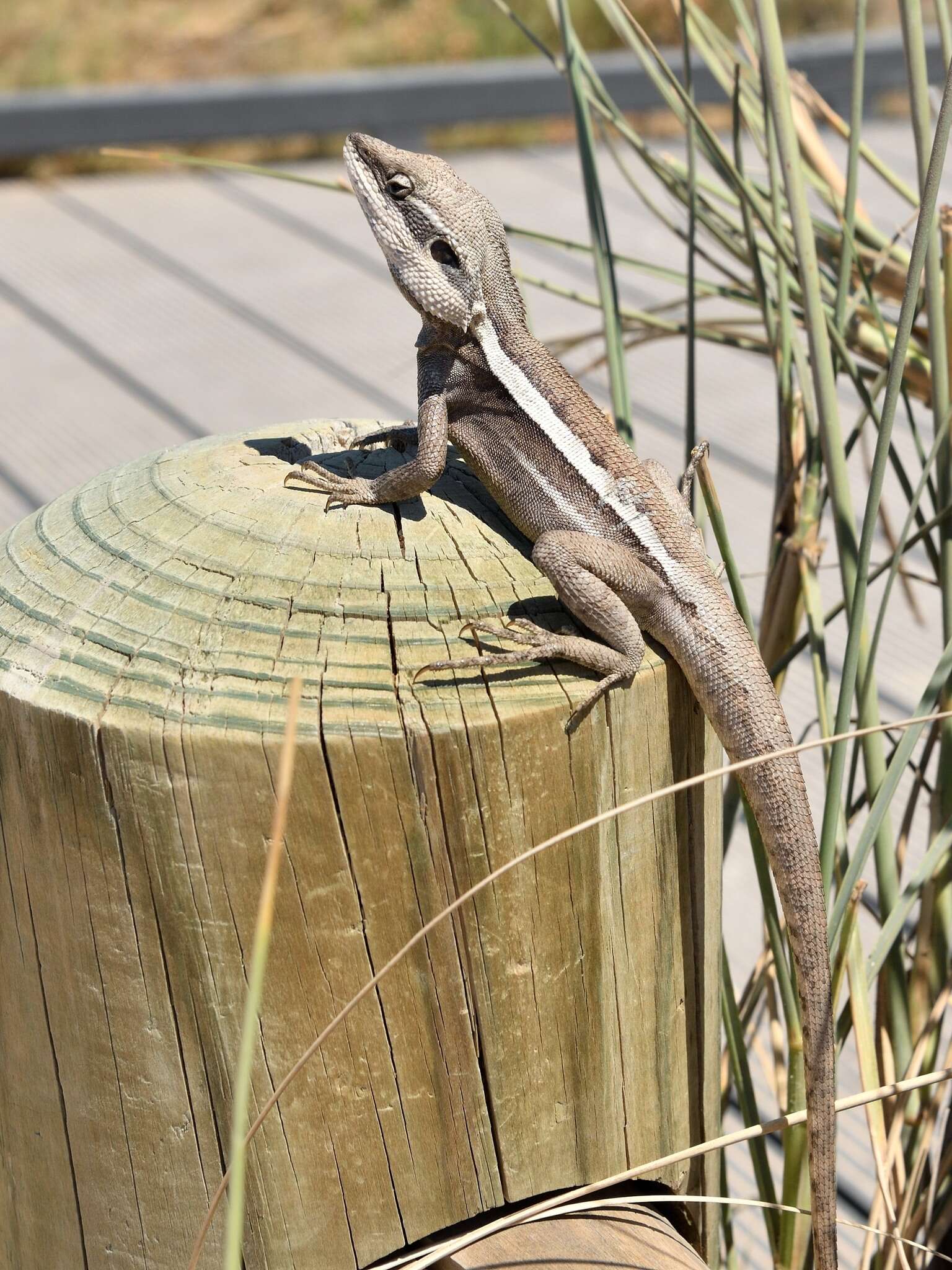 Image of Long-nosed Water Dragon